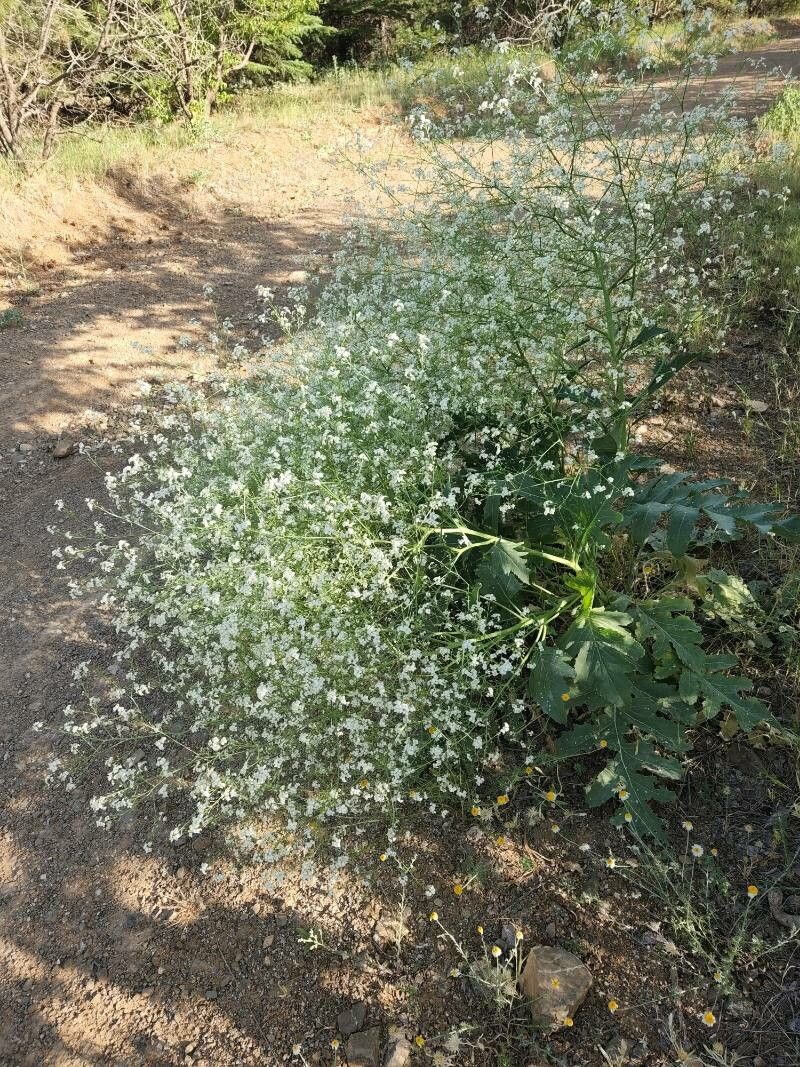 Crambe tataria habit