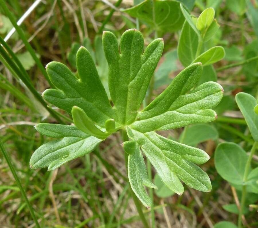 Geranium subcaulescens leaf