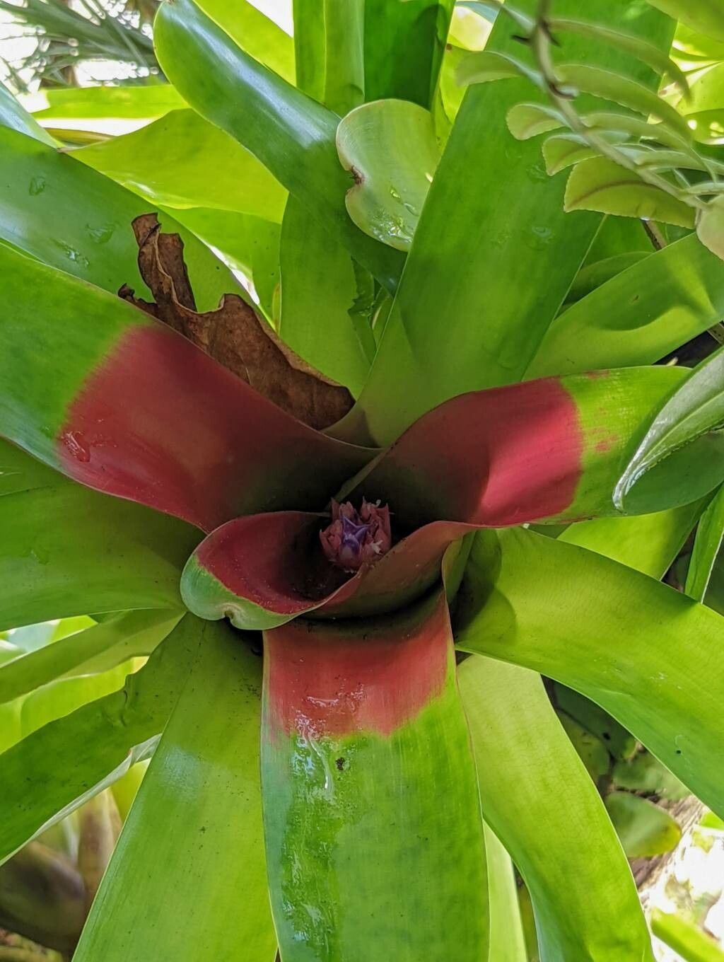 Neoregelia compacta flower