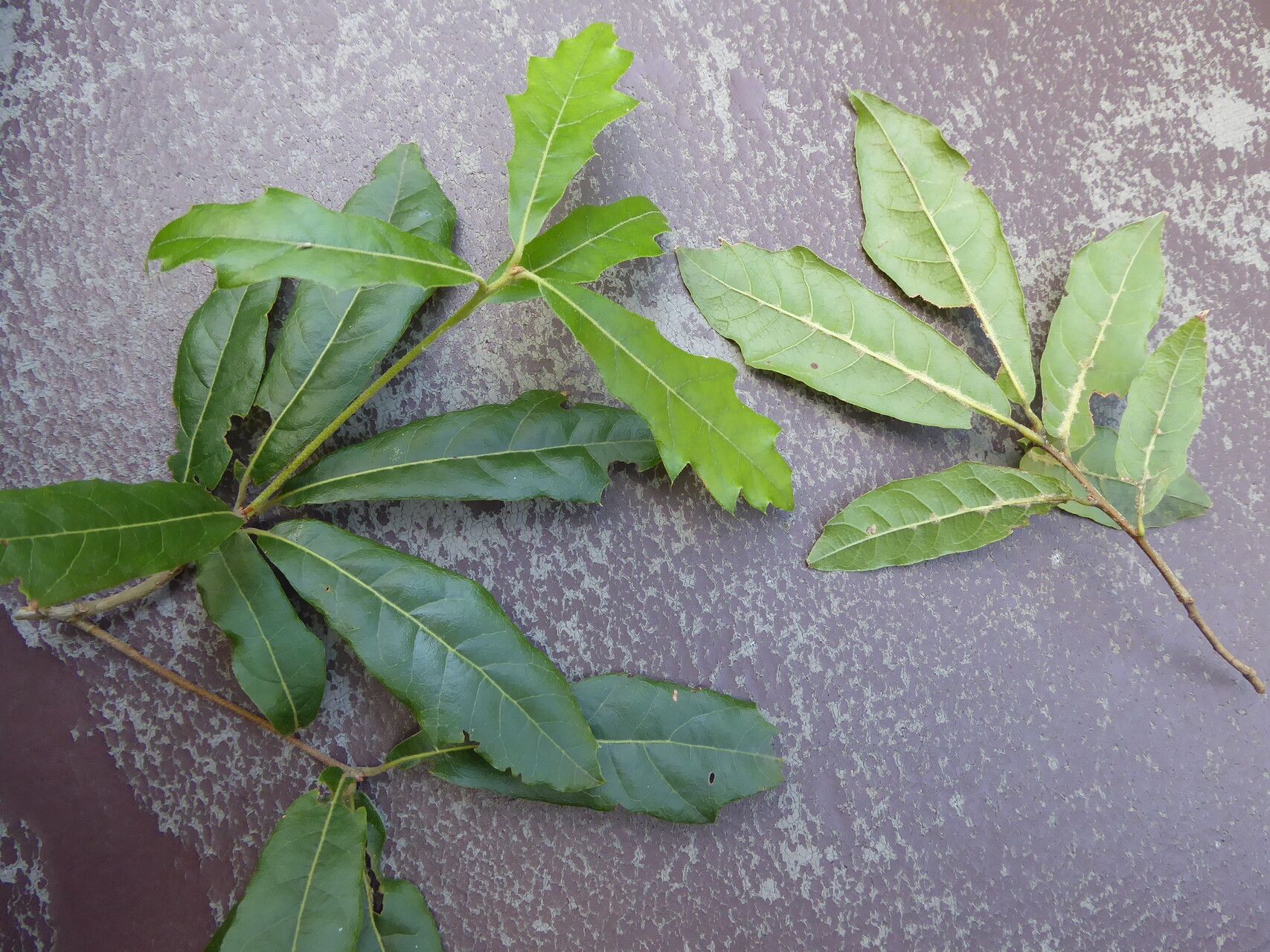 Quercus laurina leaf