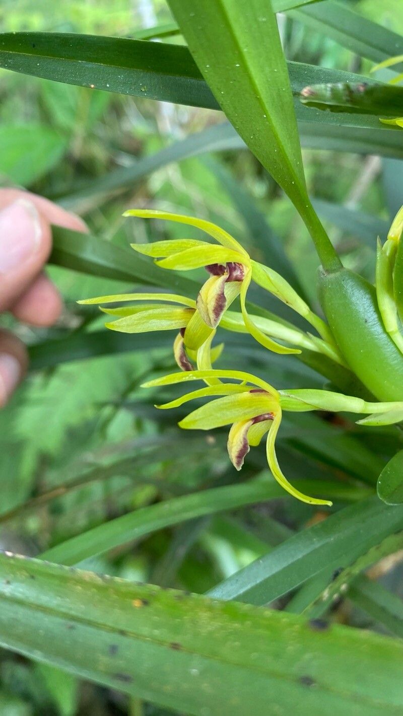 Maxillaria gomeziana flower