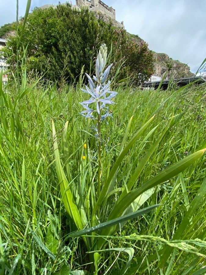 Camassia quamash habit