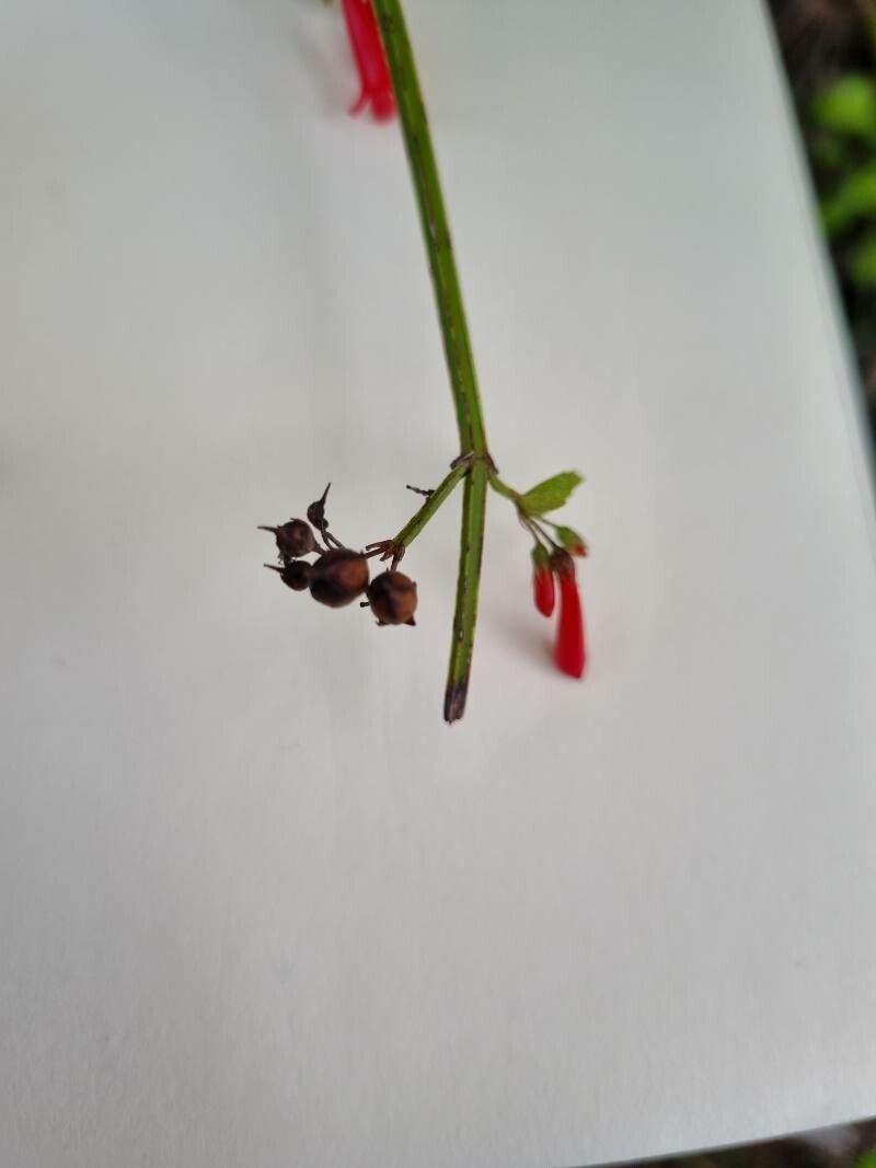 Russelia coccinea fruit