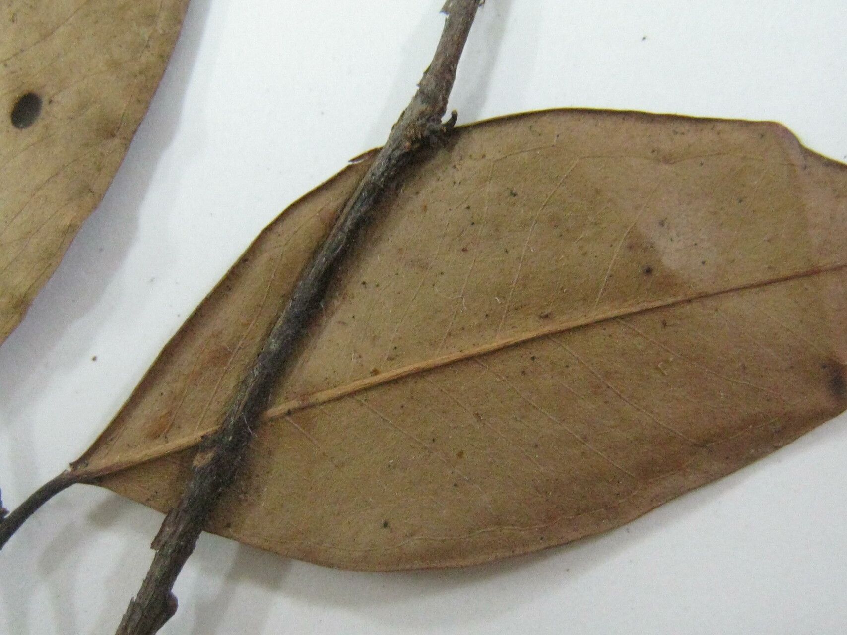 Eugenia cowanii — houseplant care guide