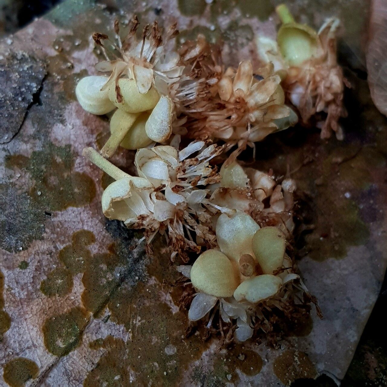 Litsea accedens flower