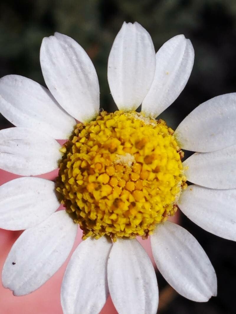 Anthemis aetnensis flower