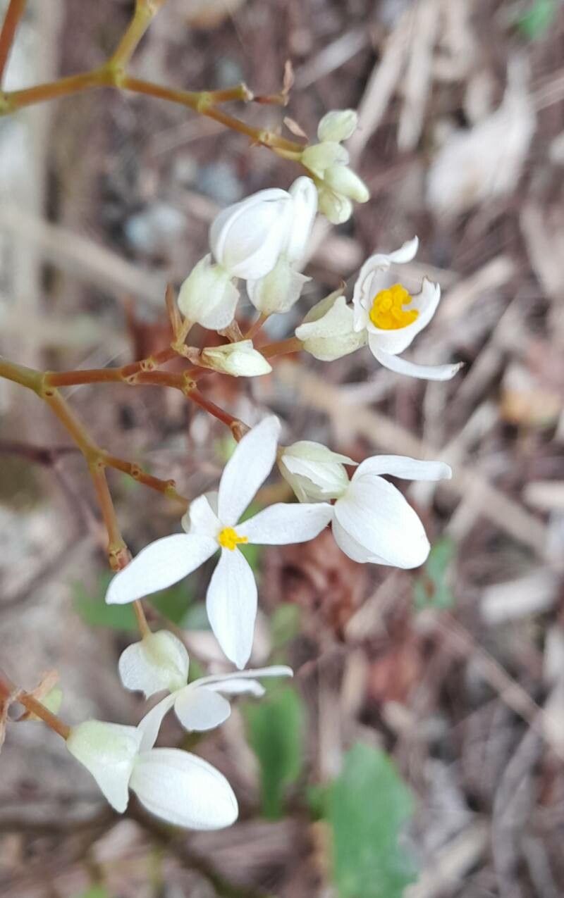 Begonia obliqua flower