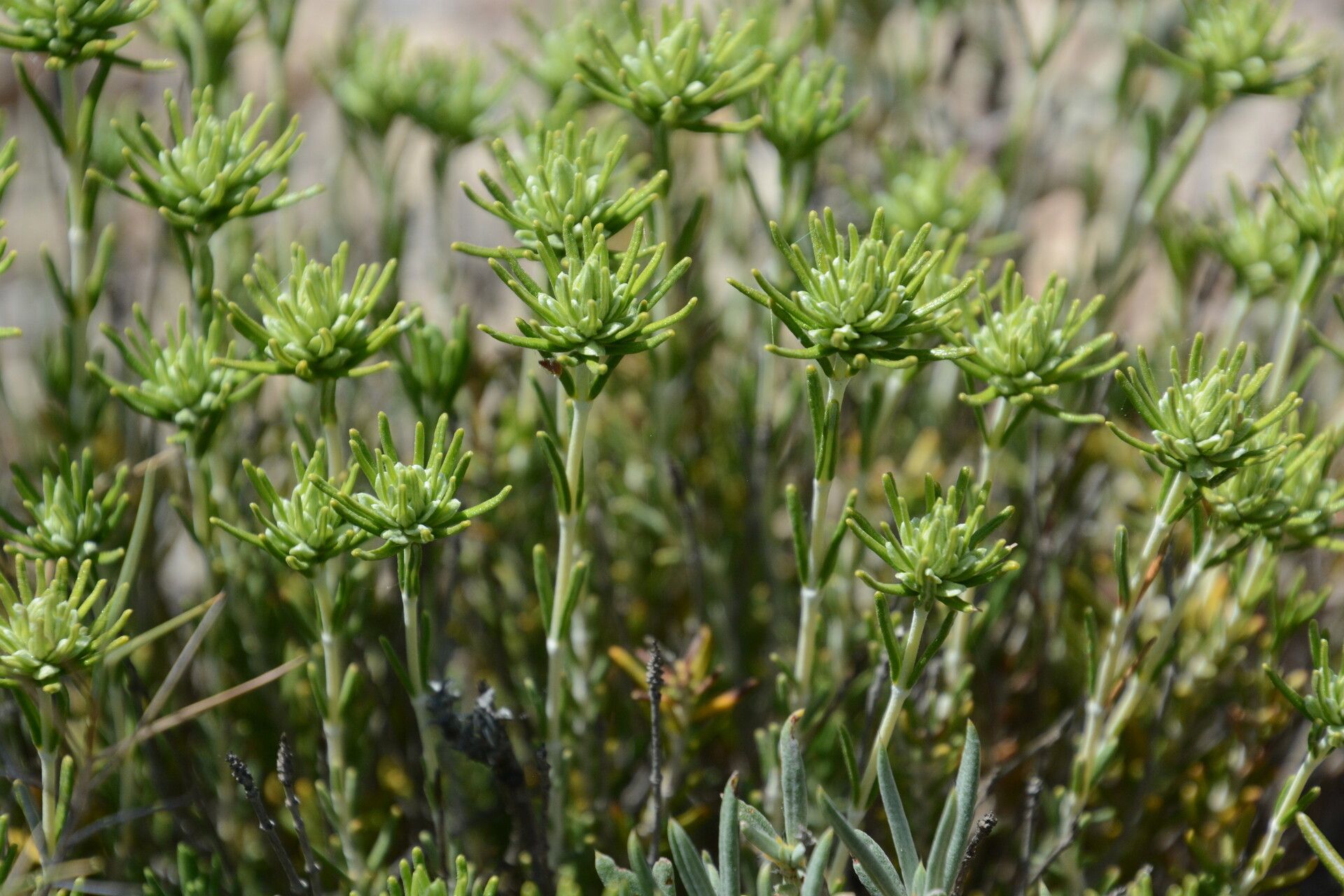 Teucrium carolipaui — search result for 'Teucrium'