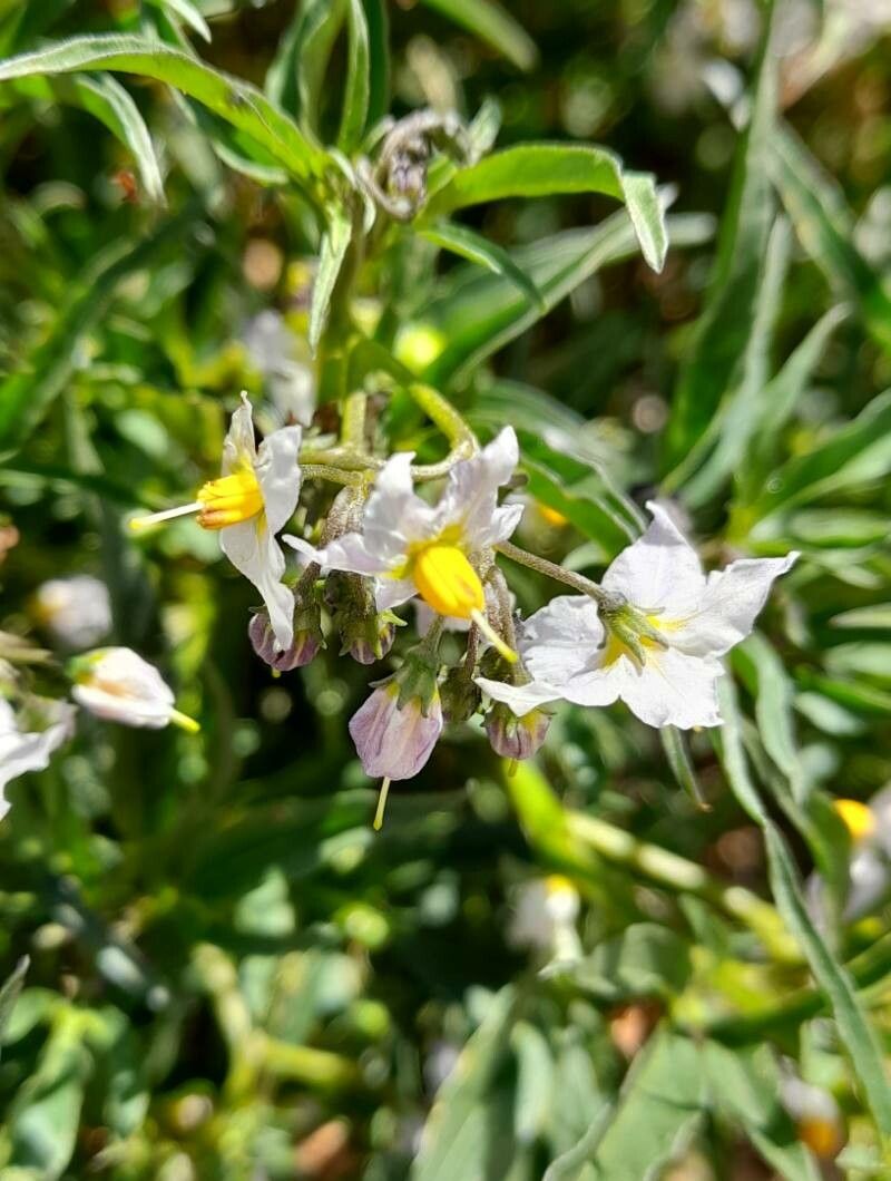Solanum tripartitum flower