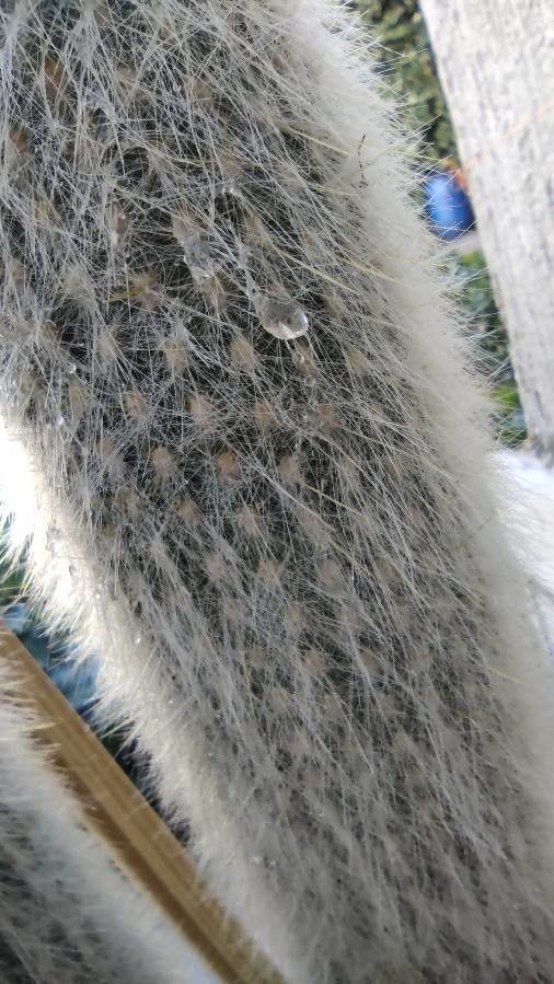 Oreocereus doelzianus flower