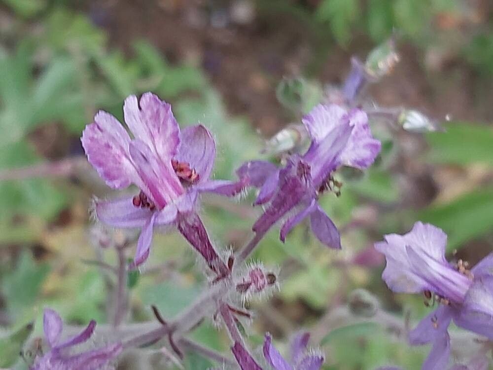 Delphinium speciosum — search result for 'Delphinium'
