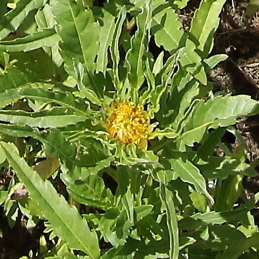Bidens radiata flower