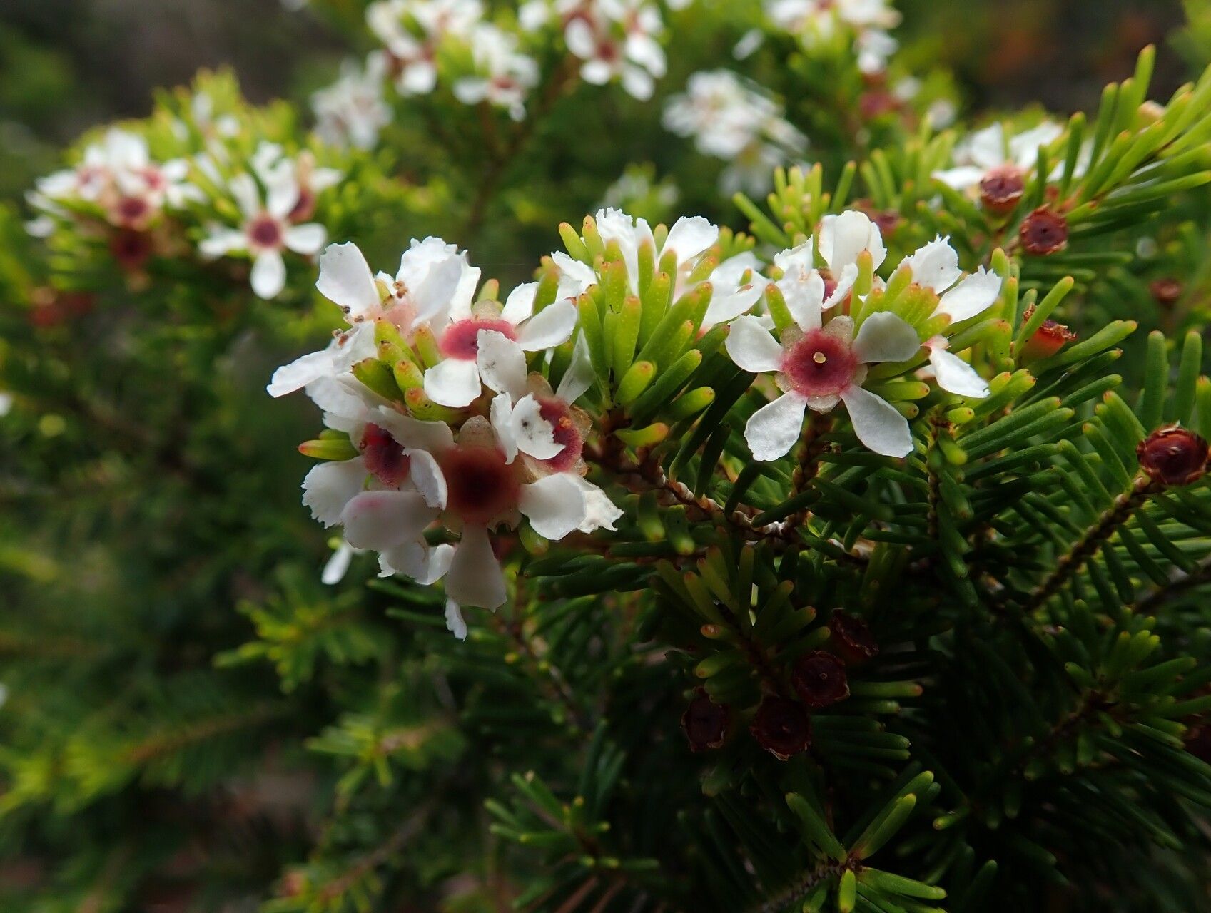 Sannantha pinifolia flower