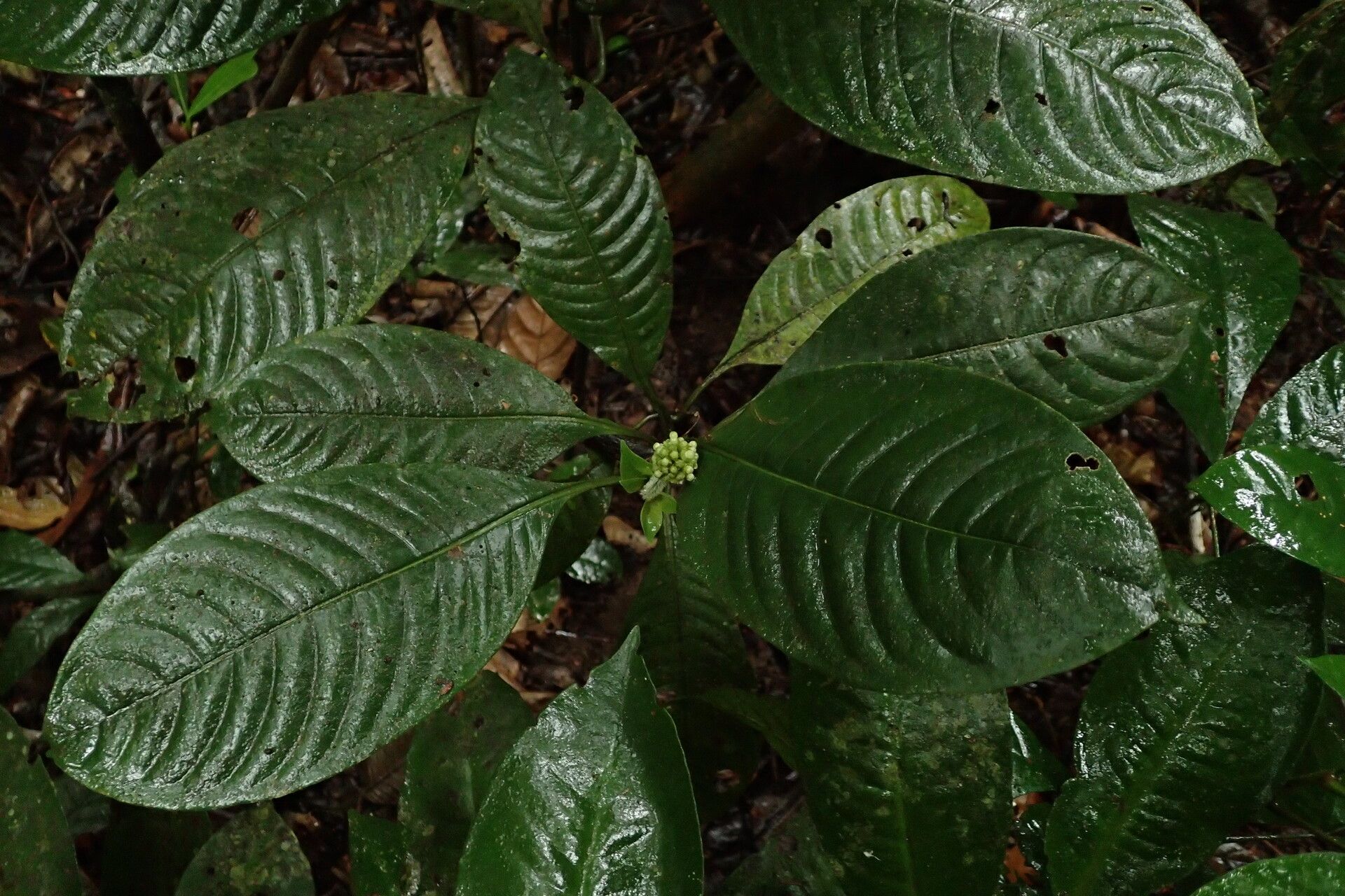 Psychotria brevifissa habit