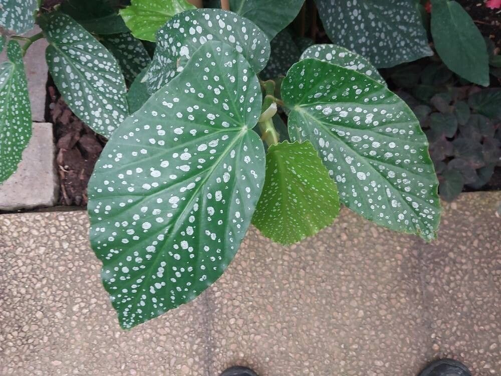 Begonia dichroa leaf