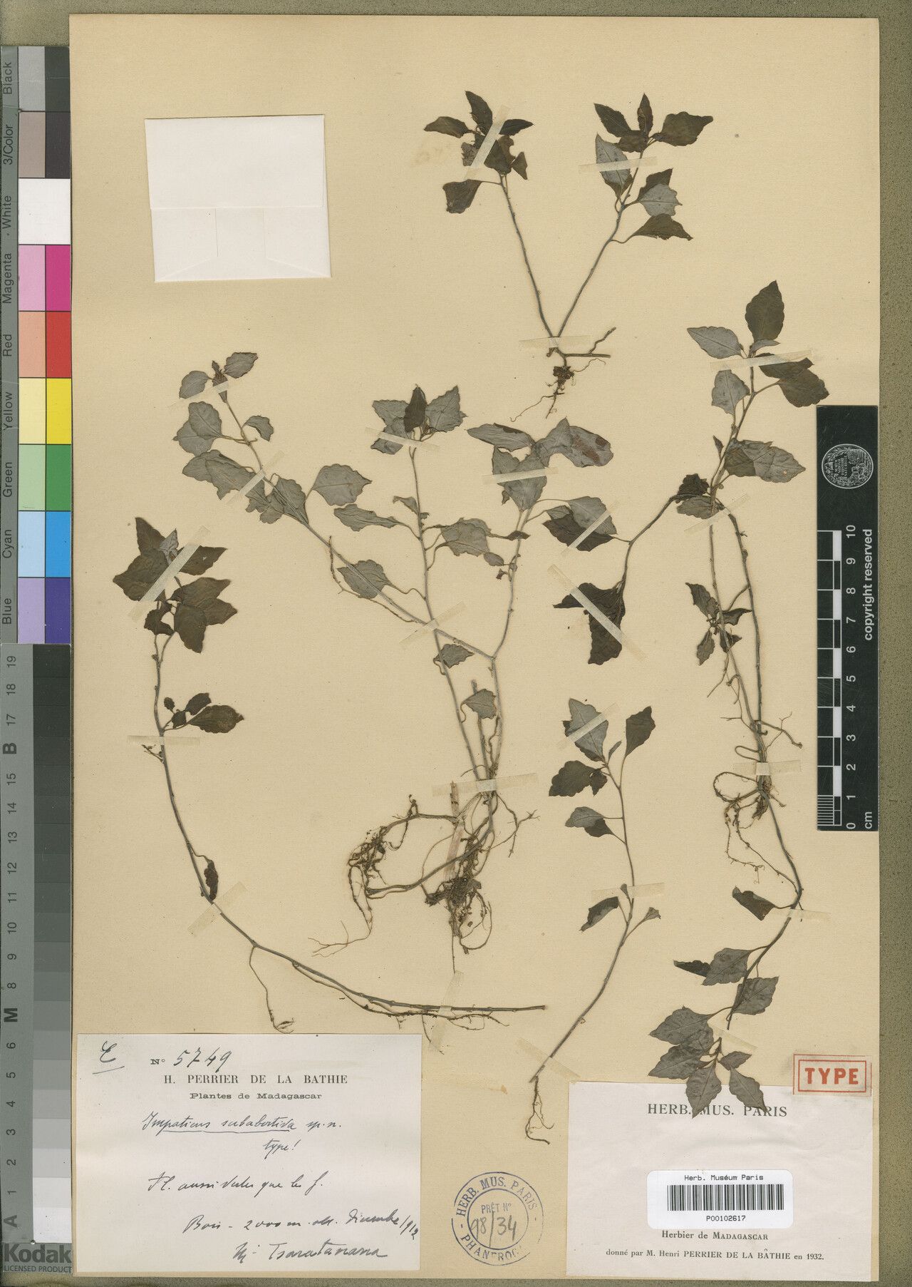 Impatiens subabortiva — houseplant care guide