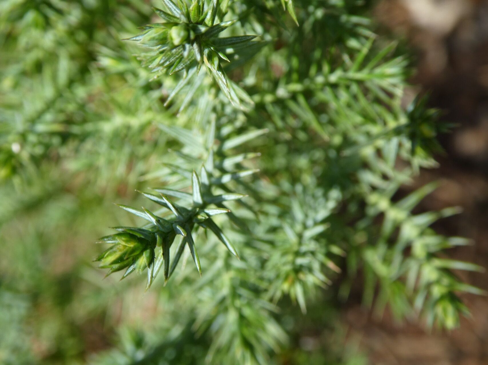 Juniperus semiglobosa — search result for 'Juniperus'