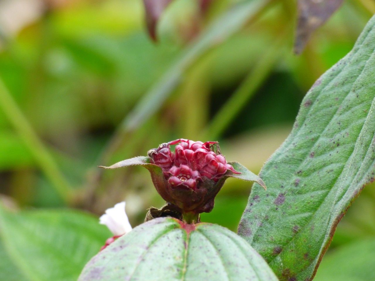 Tristemma mauritianum fruit