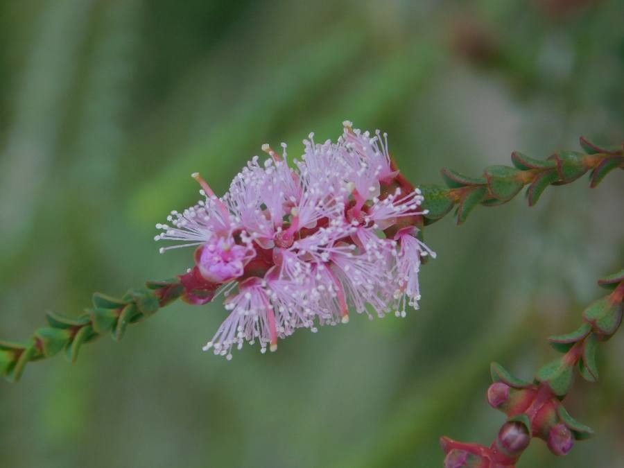 Melaleuca gibbosa flower