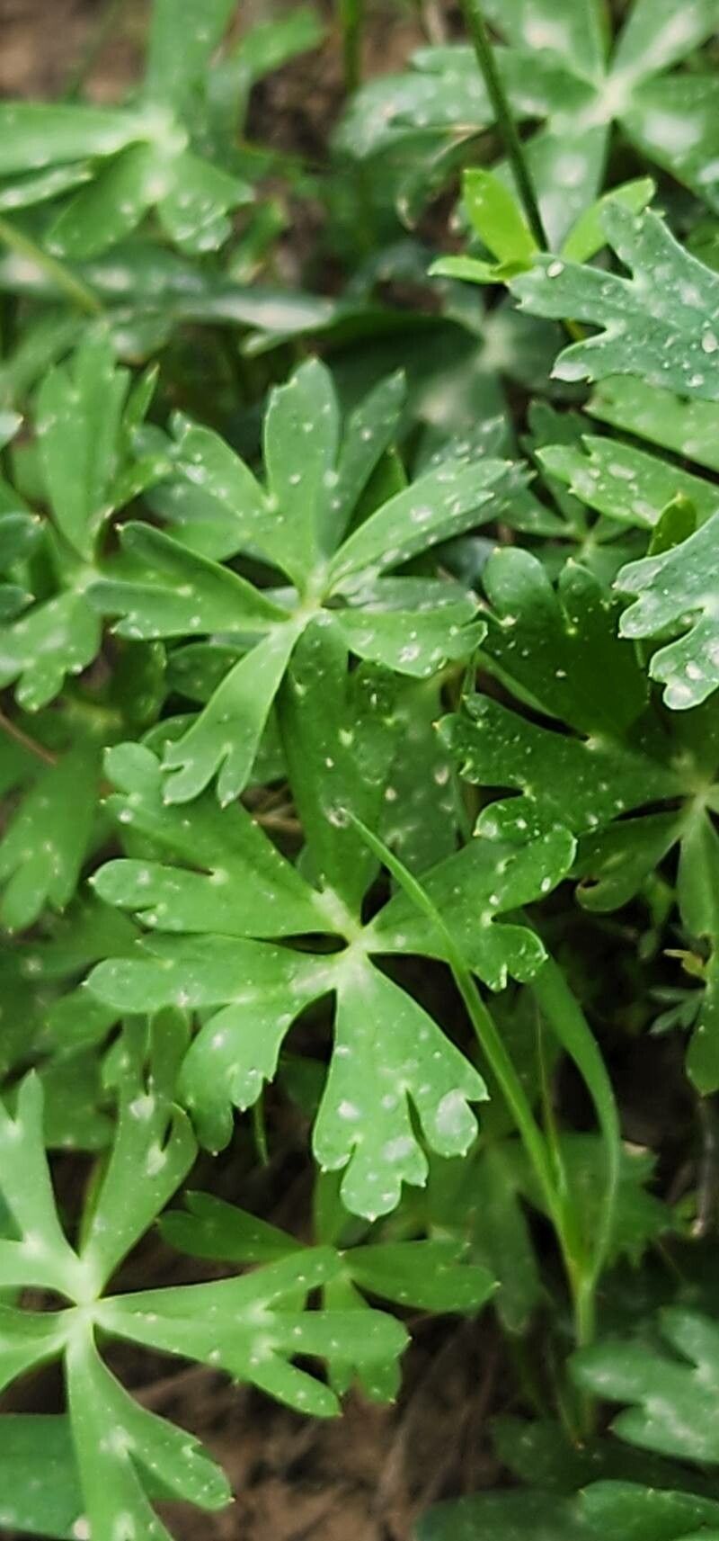 Delphinium cyphoplectrum leaf