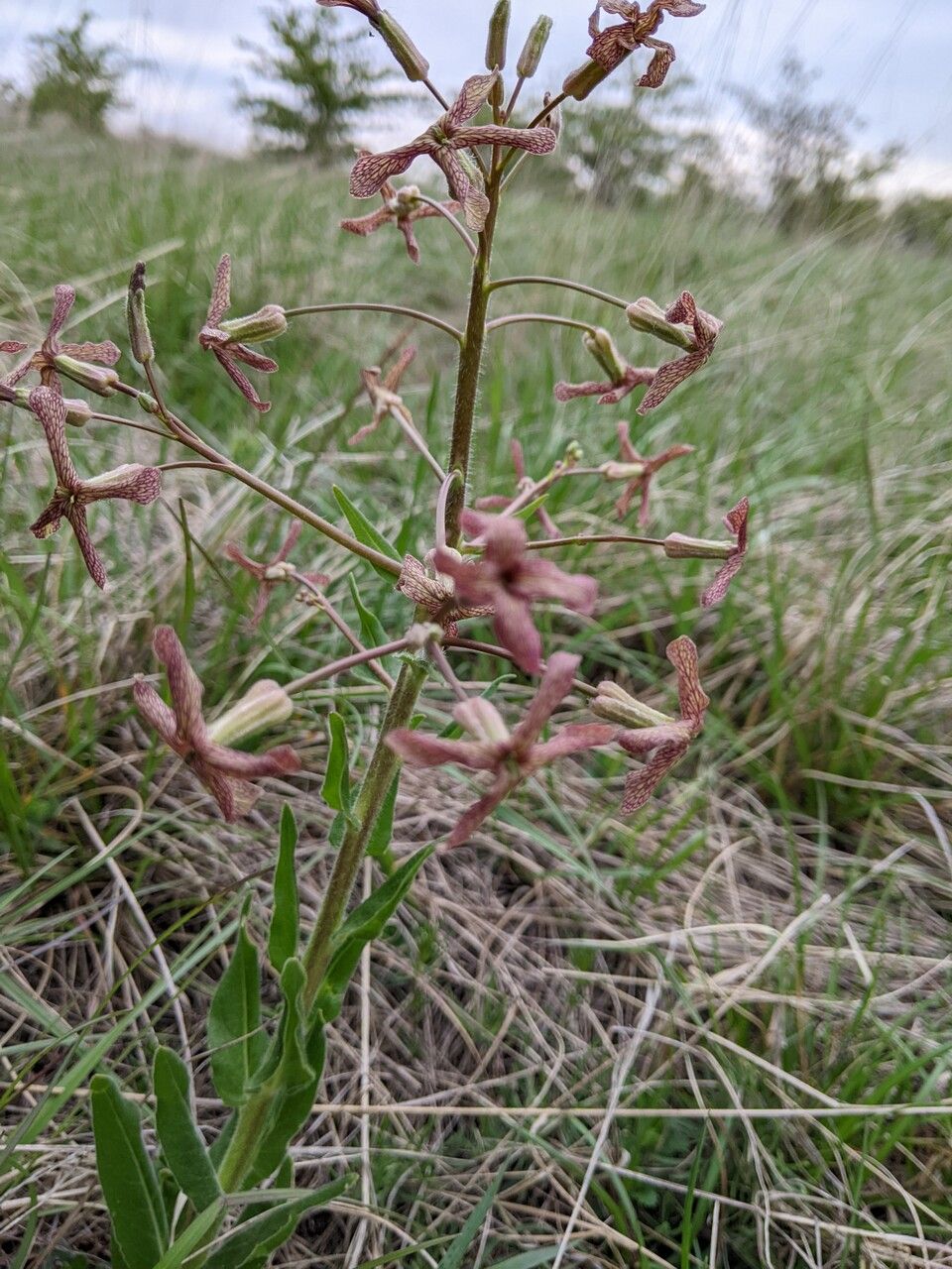 Hesperis tristis flower
