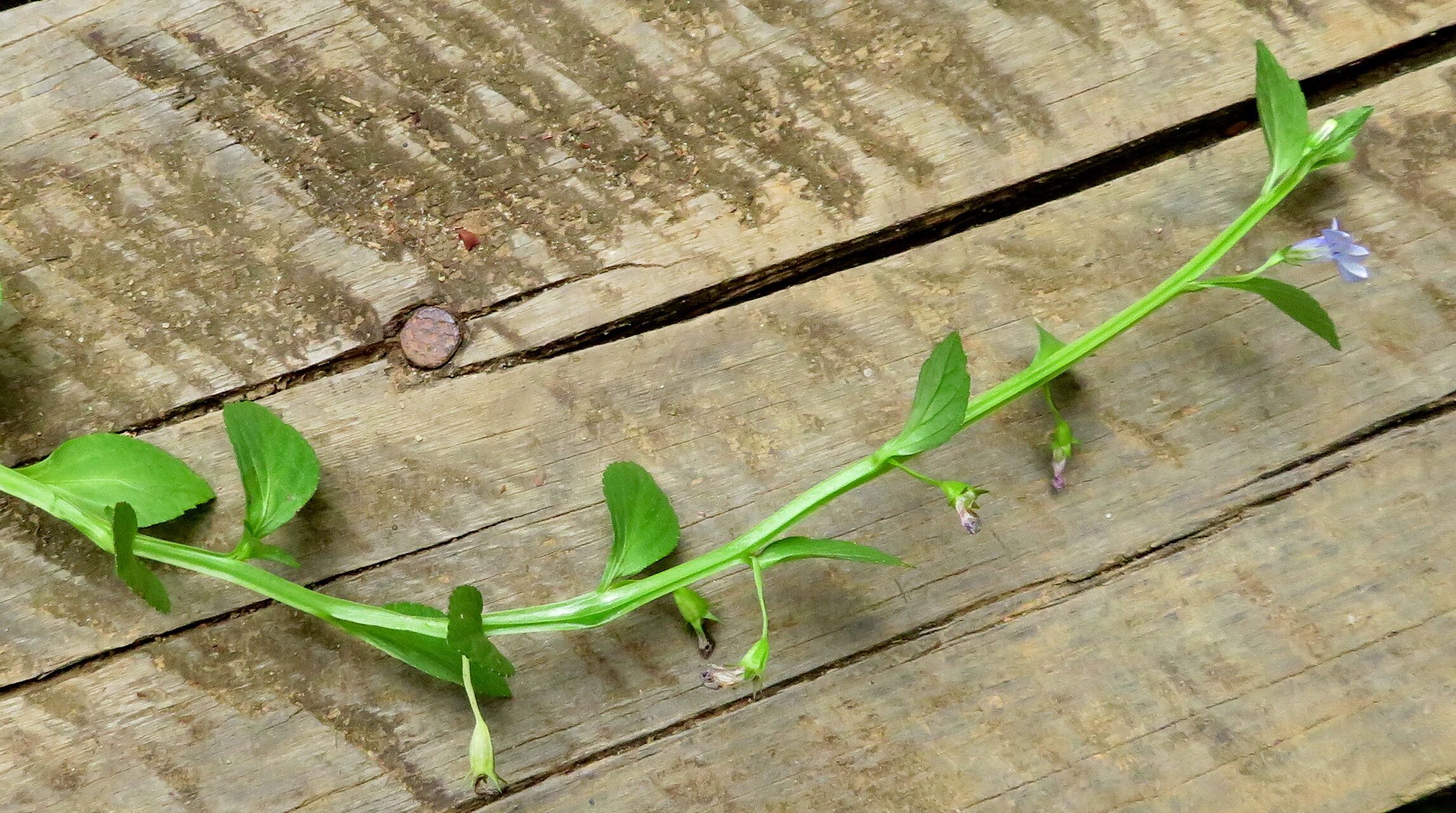 Lobelia flaccida habit