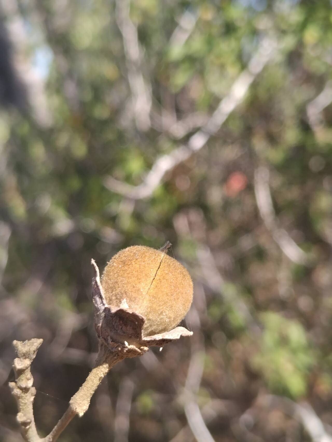 Kosteletzkya diplocrater fruit