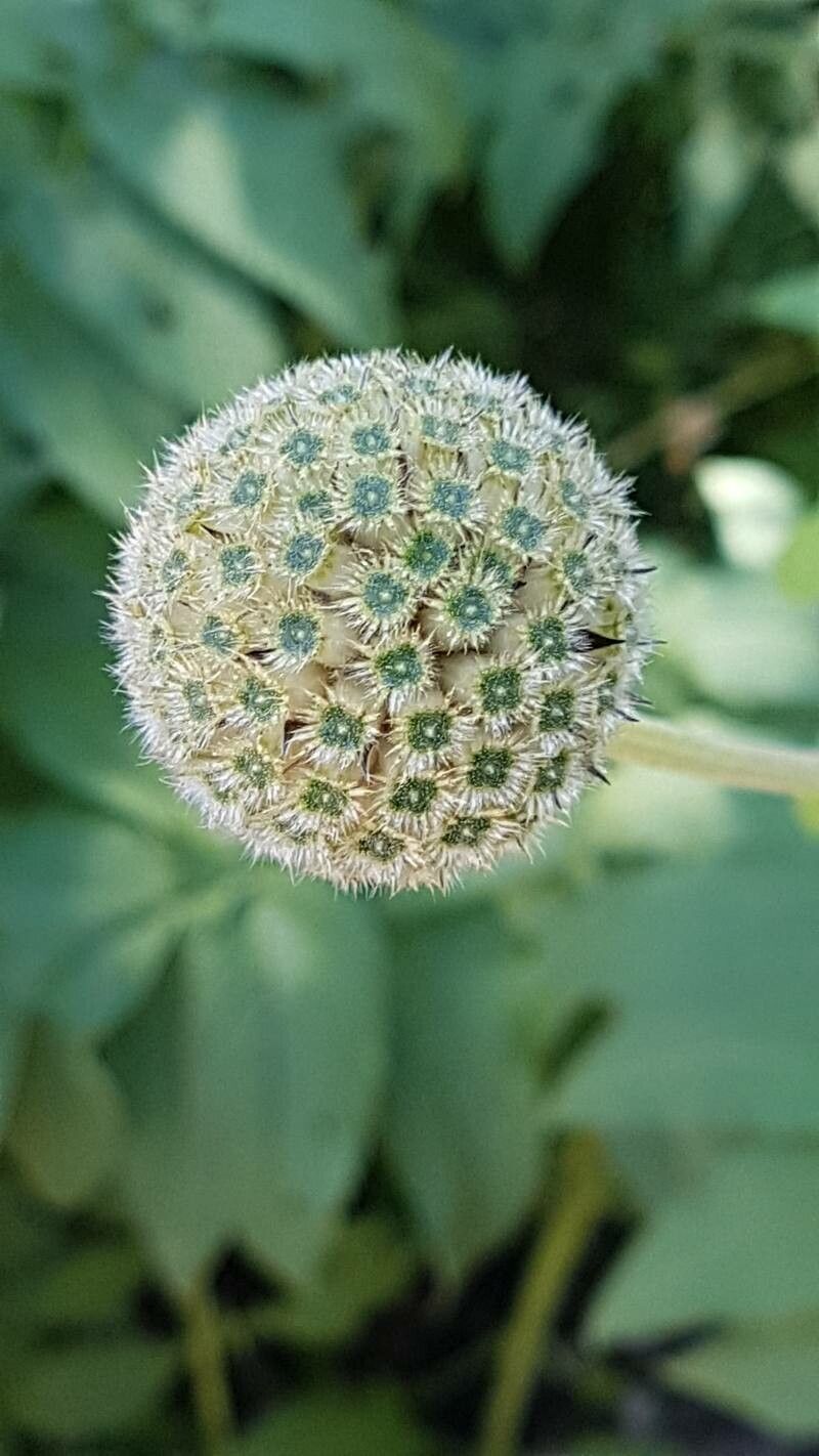 Cephalaria alpina fruit