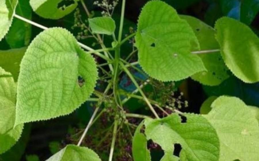 Dendrocnide moroidea