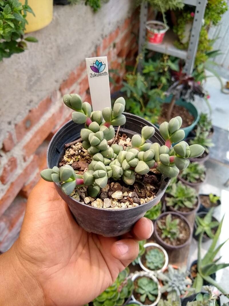 Astridia velutina — houseplant care guide