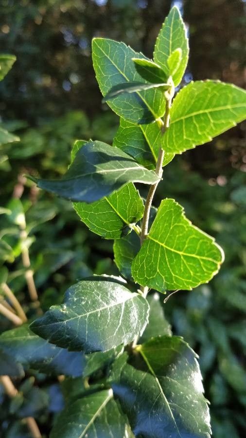 Phillyrea media — related species from the same genus