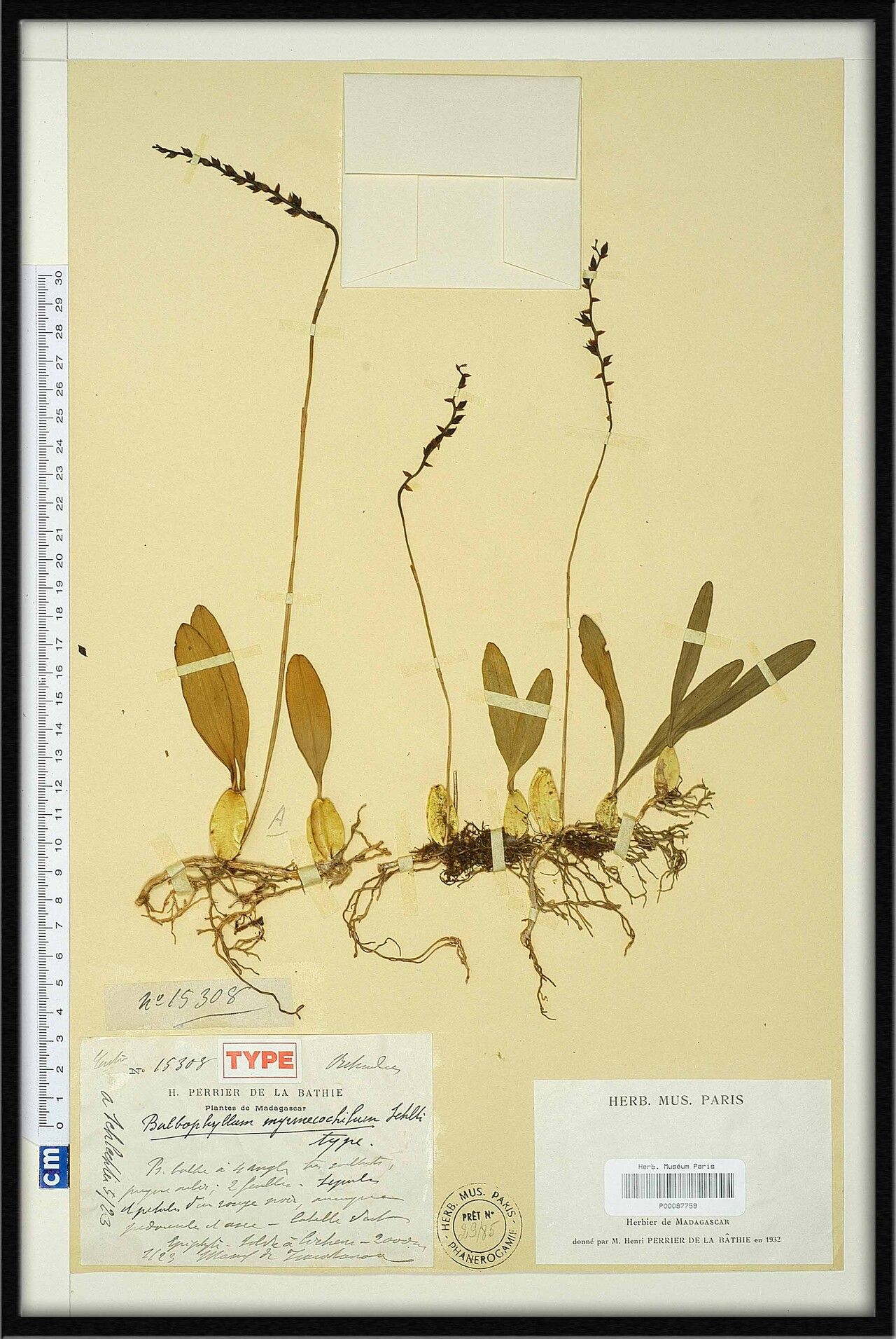 Bulbophyllum myrmecochilum — houseplant care guide