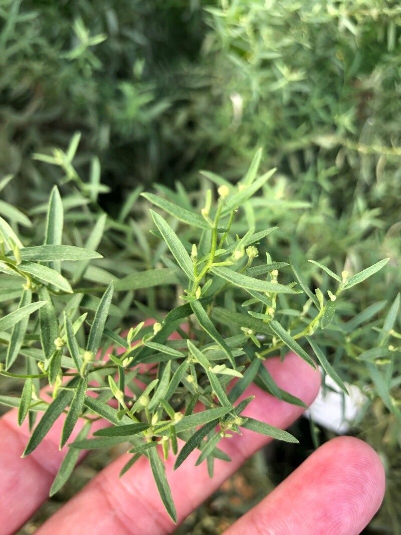 Galatella cana — related species from the same genus