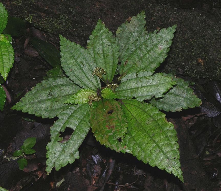 Pilea pittieri leaf