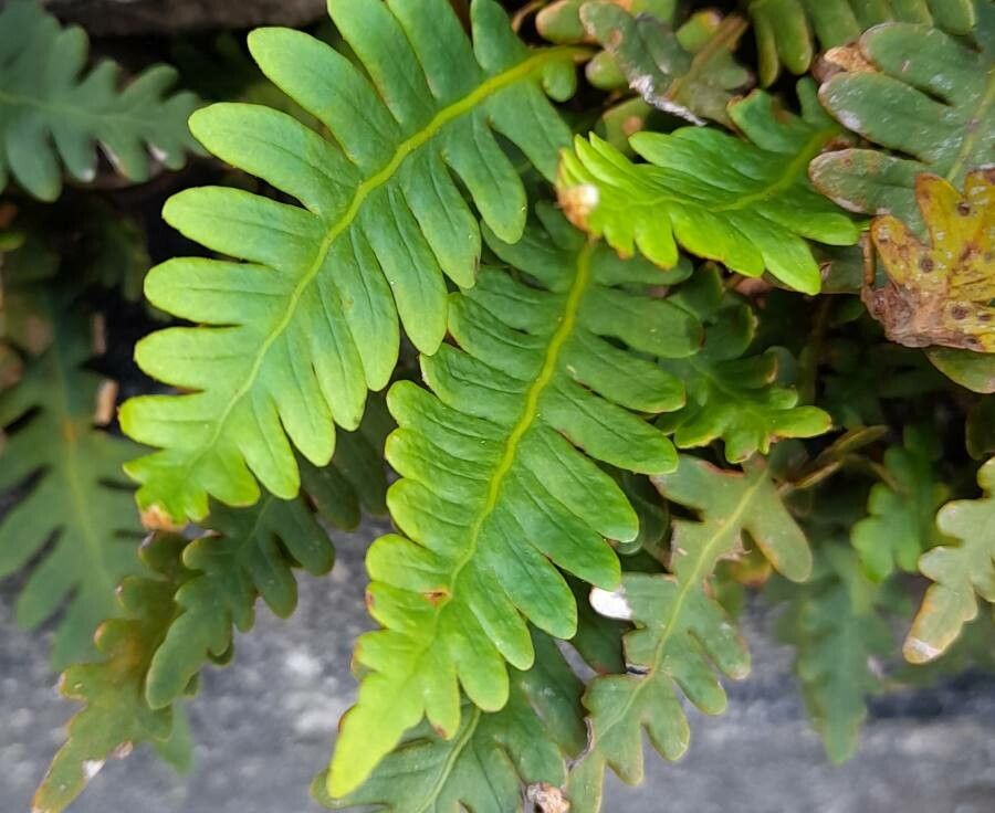 Pleopeltis pinnatifida — houseplant care guide