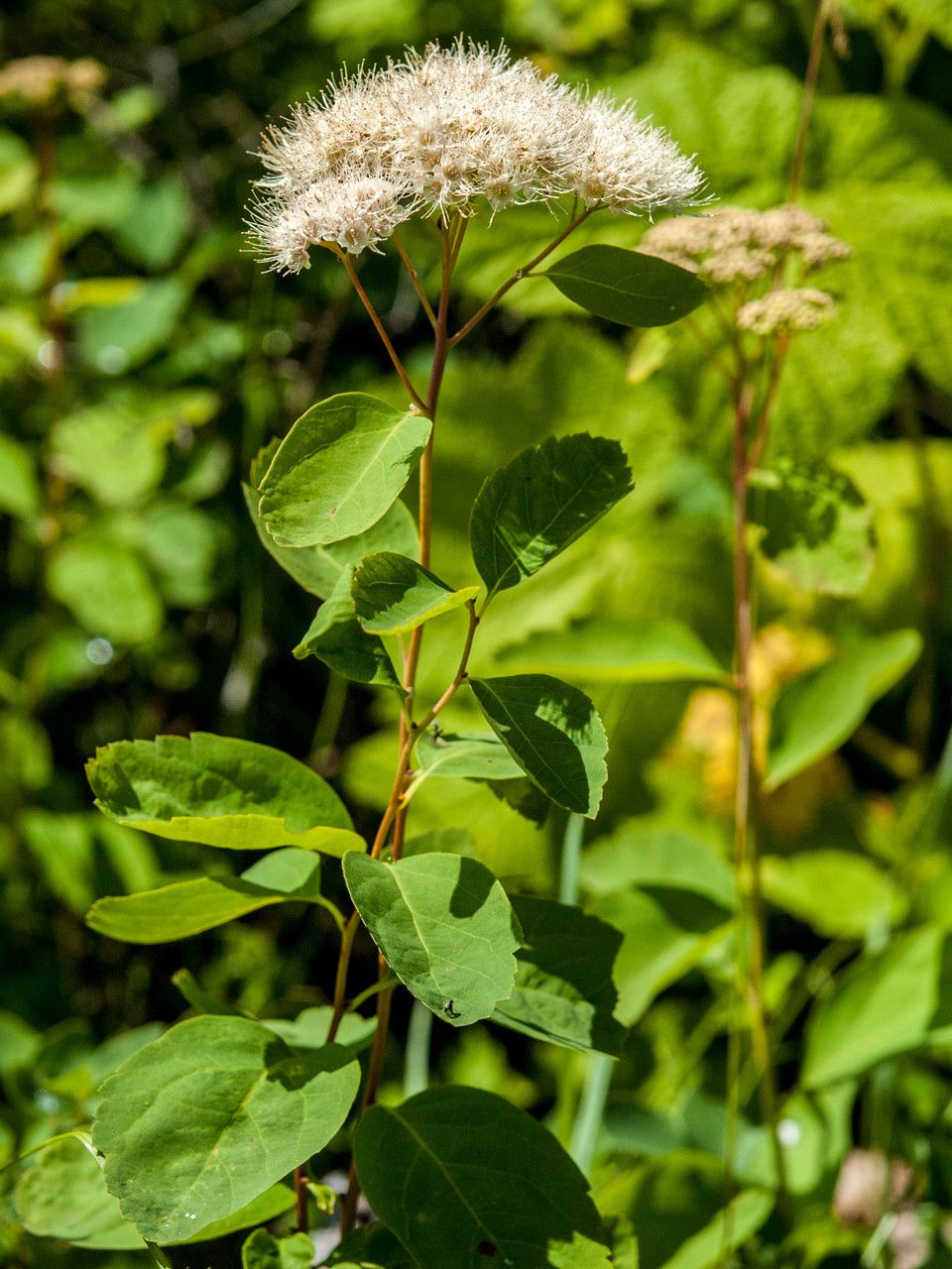 Spiraea betulifolia flower