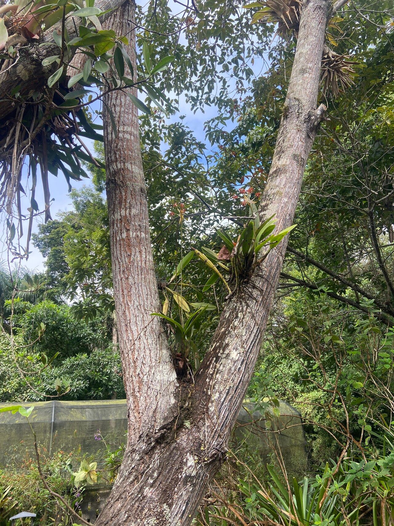 Laelia gloriosa bark