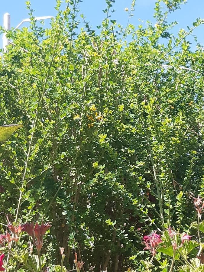 Maerua parvifolia flower