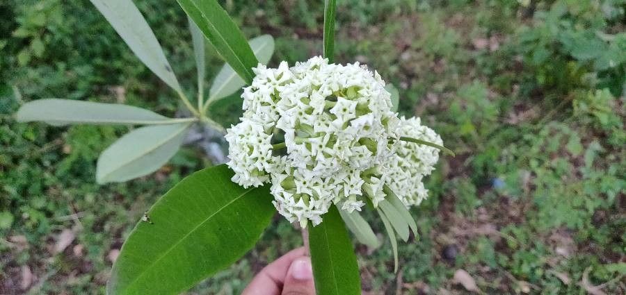 Alstonia scholaris flower