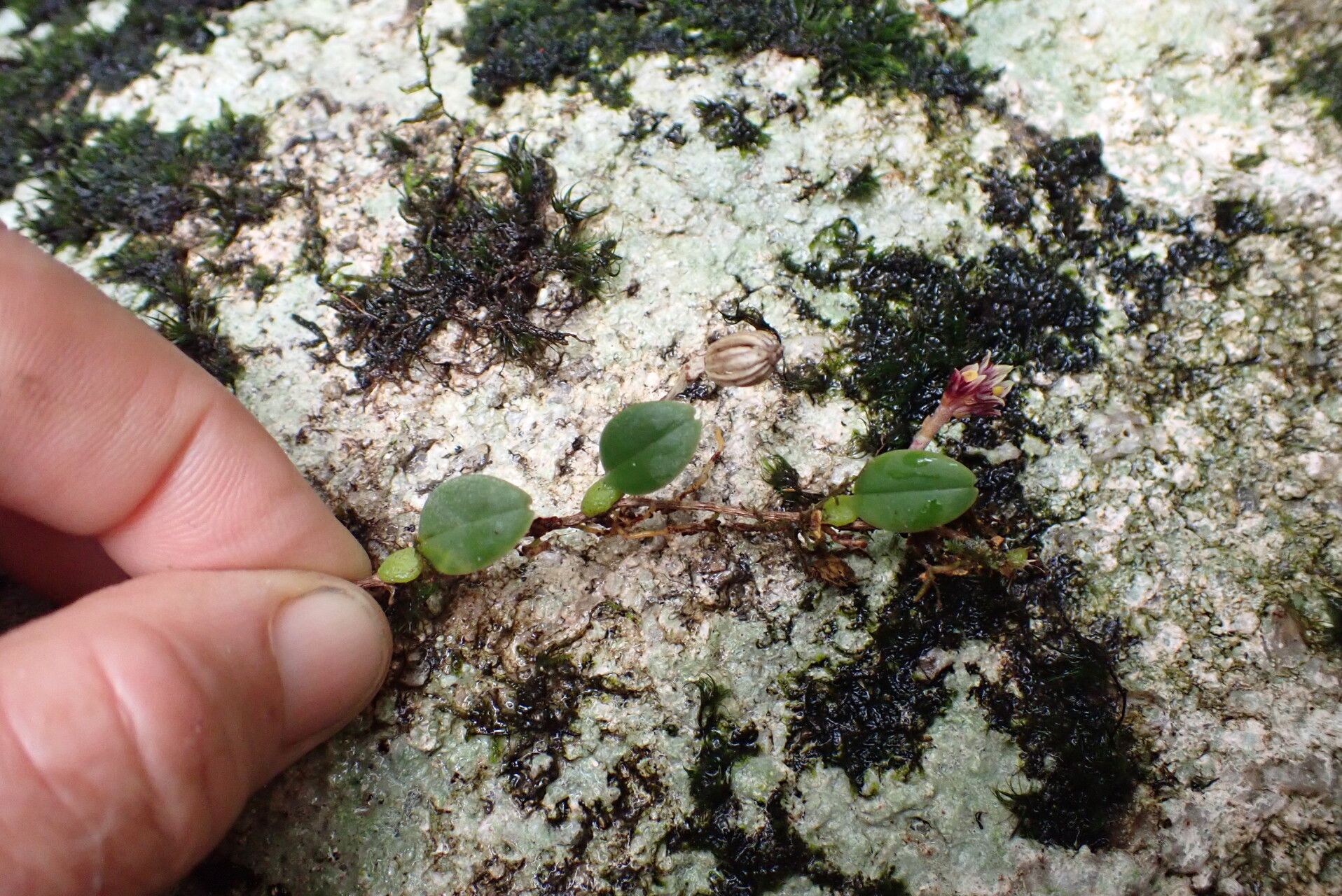 Bulbophyllum lyperocephalum habit