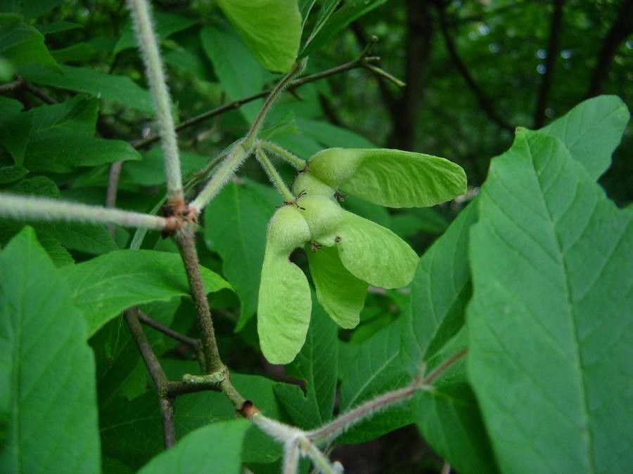 Acer maximowiczianum fruit