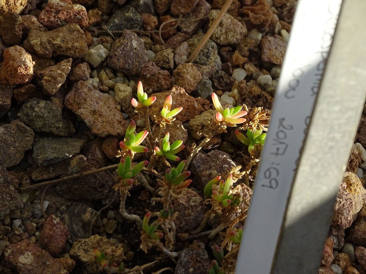Delosperma bosseranum habit
