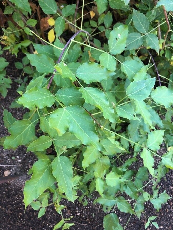 Heteromorpha arborescens — search result for 'Apiaceae'