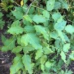 Heteromorpha arborescens