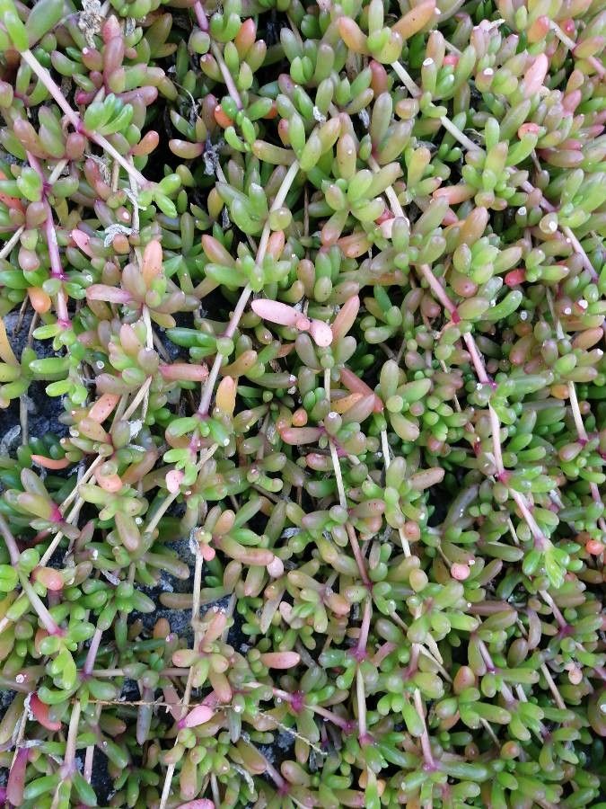 Disphyma crassifolium leaf