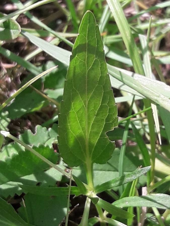 Viola pumila — search result for 'Viola'