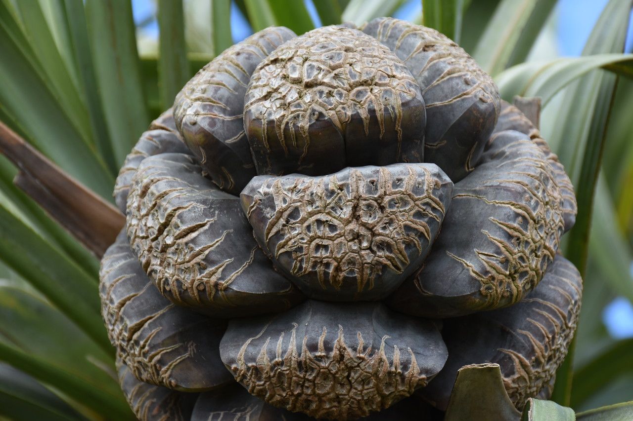 Pandanus eydouxia fruit