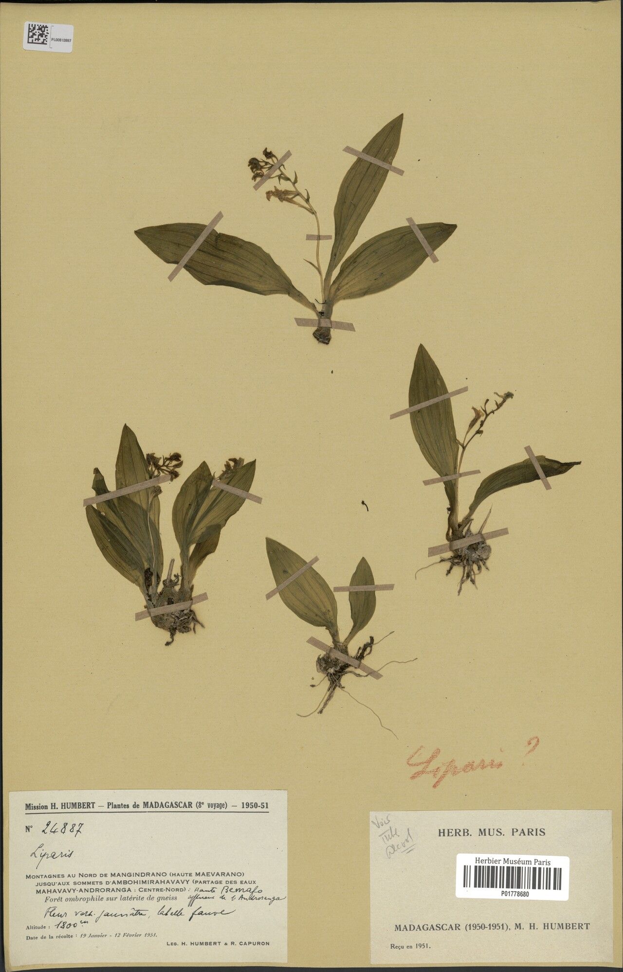 Liparis nephrocardia — houseplant care guide