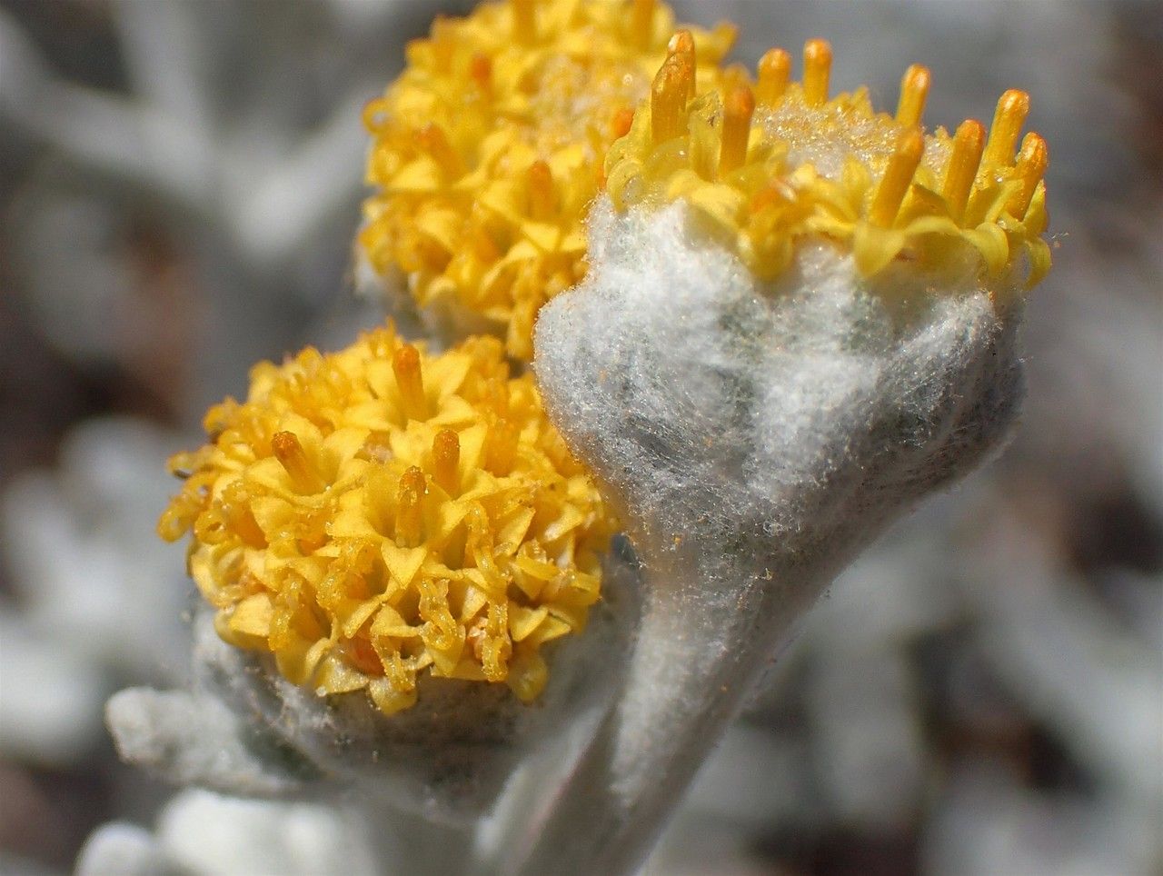 Achillea maritima flower