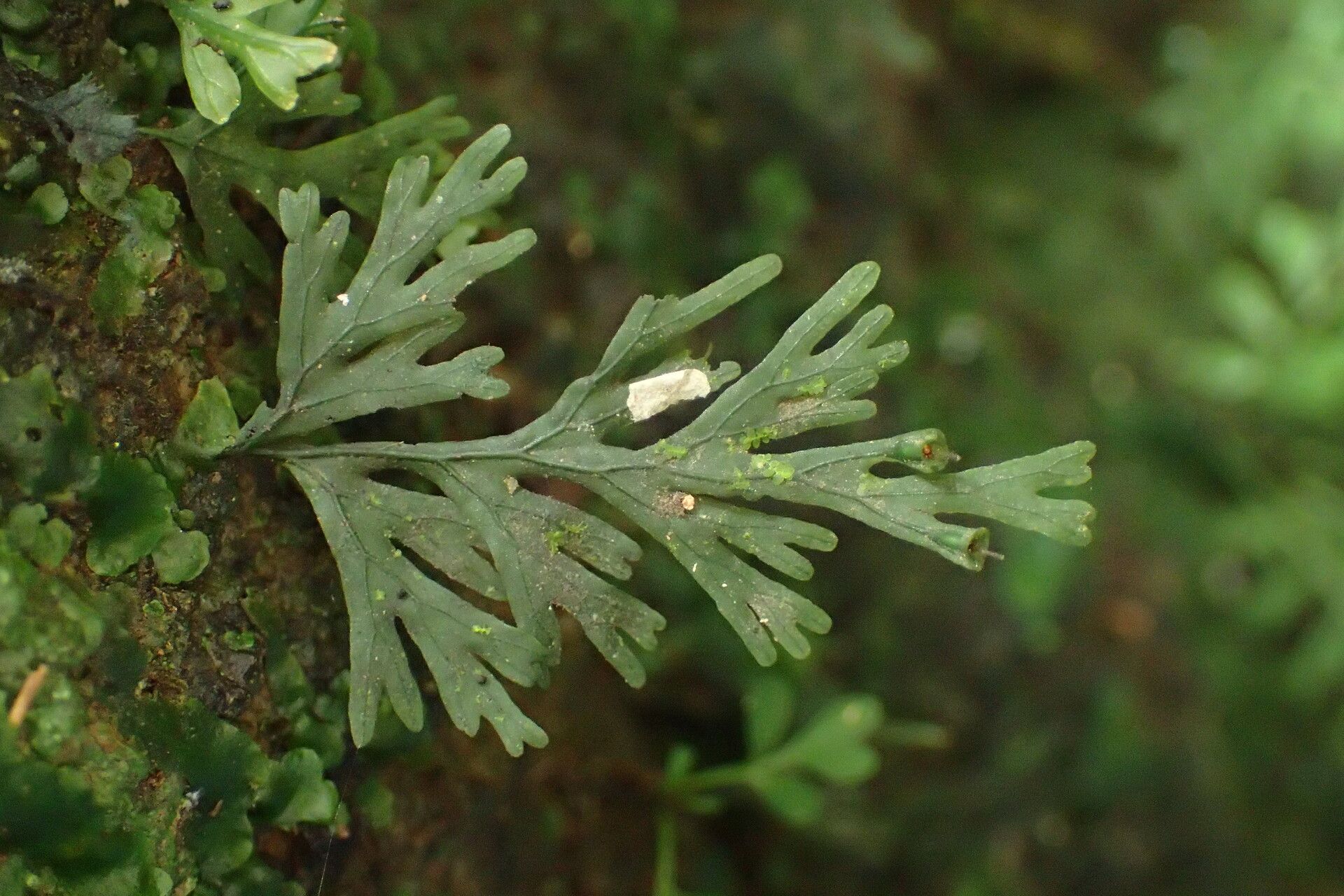 Trichomanes diaphanum leaf